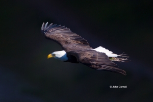 Bald-Eagle;Eagle;Flying-Bird;Haliaeetus-leucocephalus;Nesting-Material;One;Photo